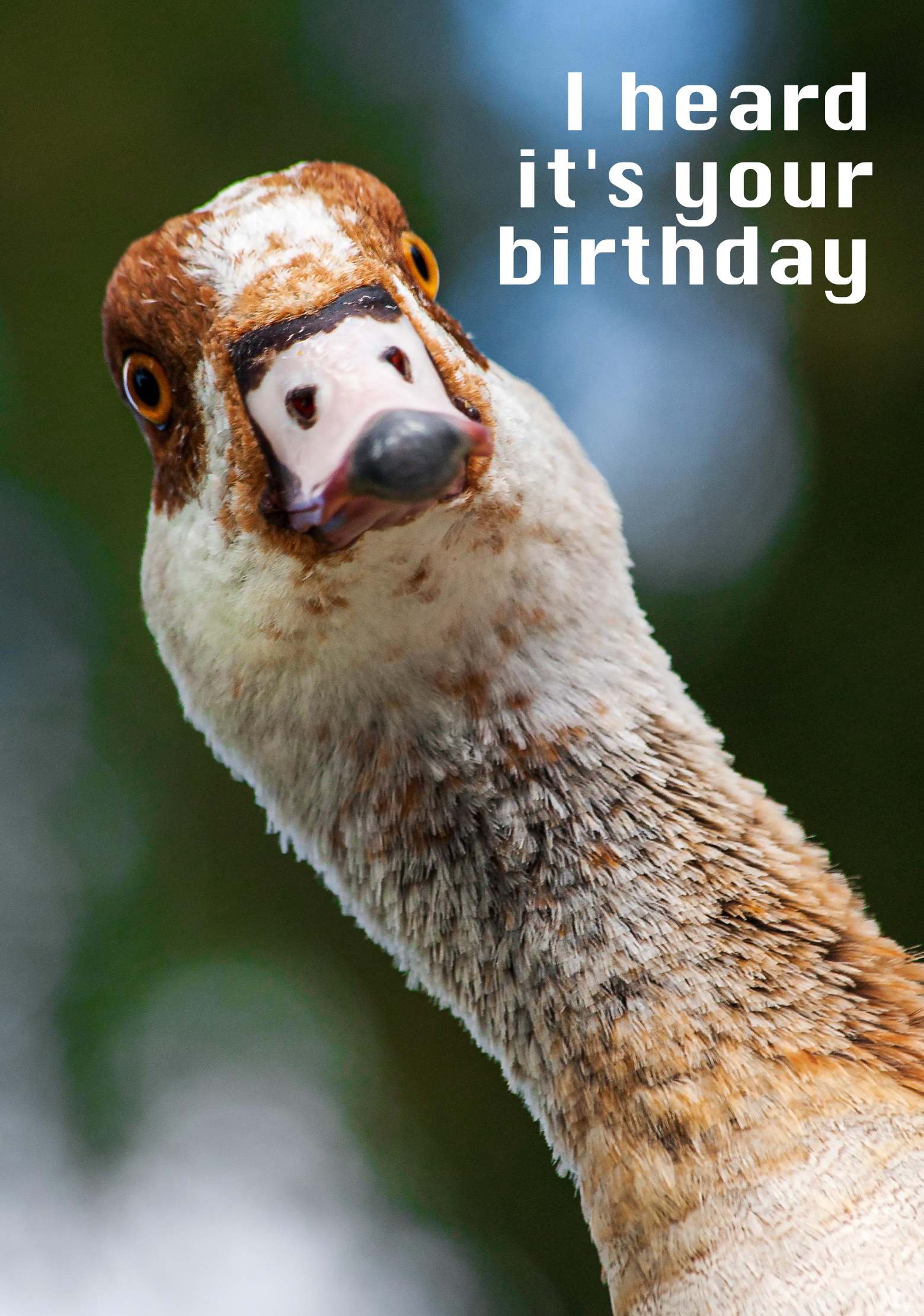 The card image for Duck birthday