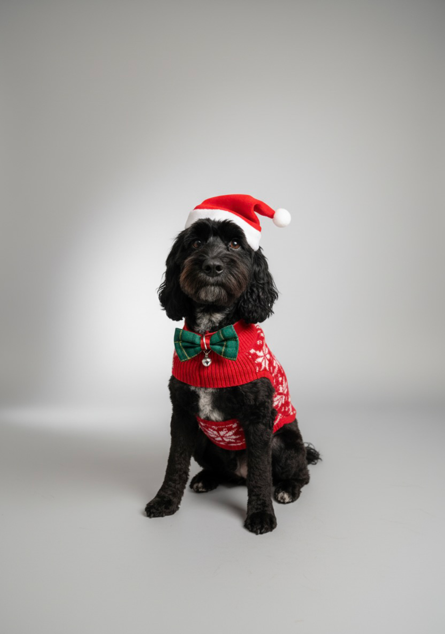The card image for Festive Cockapoo