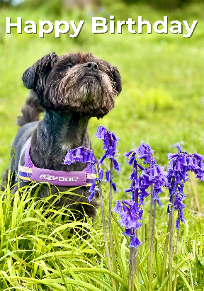 a preview of the card