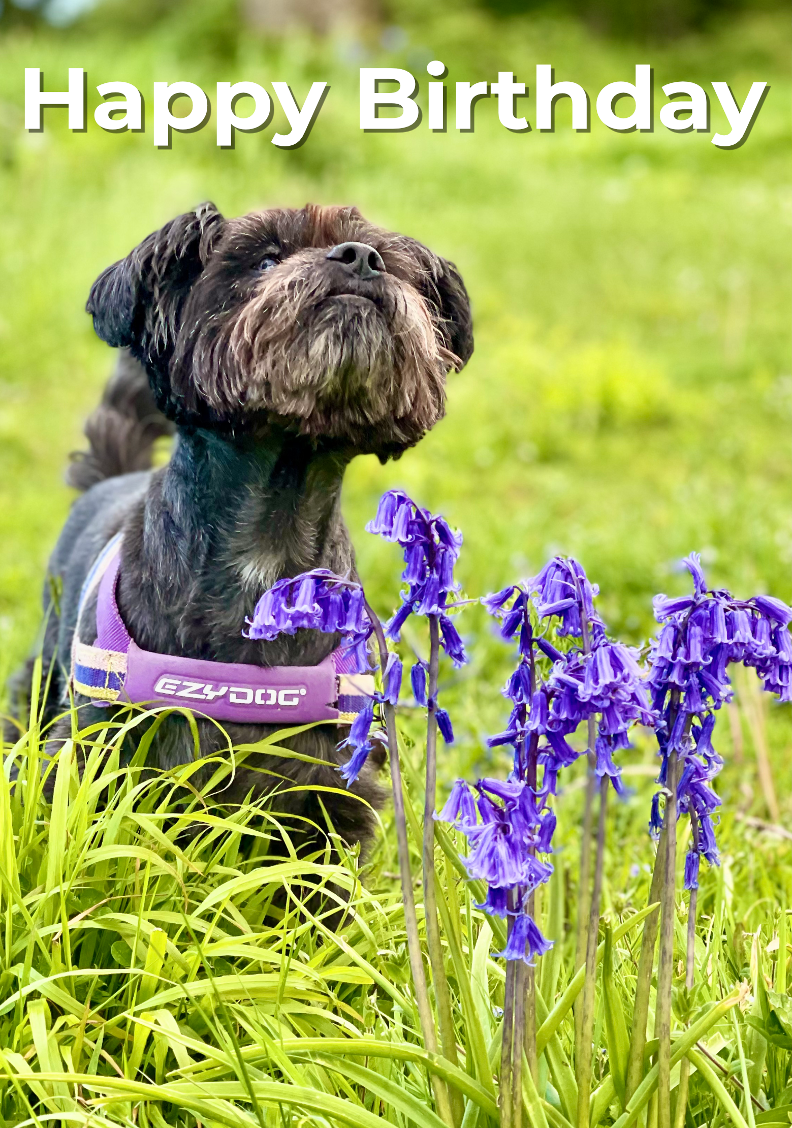 The card image for Dog smelling flowers